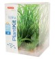 Decorazioni per acquario kit di Piantine whia zolux